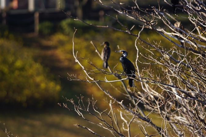 JE,Great Cormorant